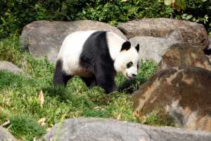 PANDA-2022-01